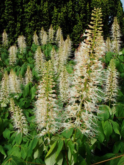 Aesculus parviflora fleur